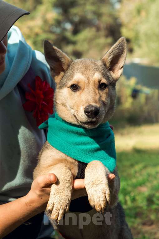 Собаки в Москве: Щенок 4х месяцев Сандра в добрые руки  Девочка, Бесплатно - фото 3