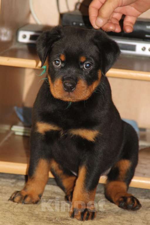 Собаки в Екатеринбурге: Щенки ротвейлера  Мальчик, 60 000 руб. - фото 4