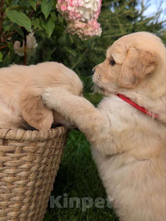 Собаки в Ижевске: Праймис Анима Вичи Девочка, 65 000 руб. - фото 7