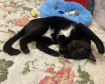 Кошки в Москве: Котик в добрые руки Мальчик, Бесплатно - фото 2