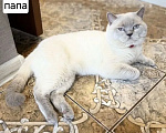 Кошки в Батайске: Котята Девочка, 5 000 руб. - фото 5
