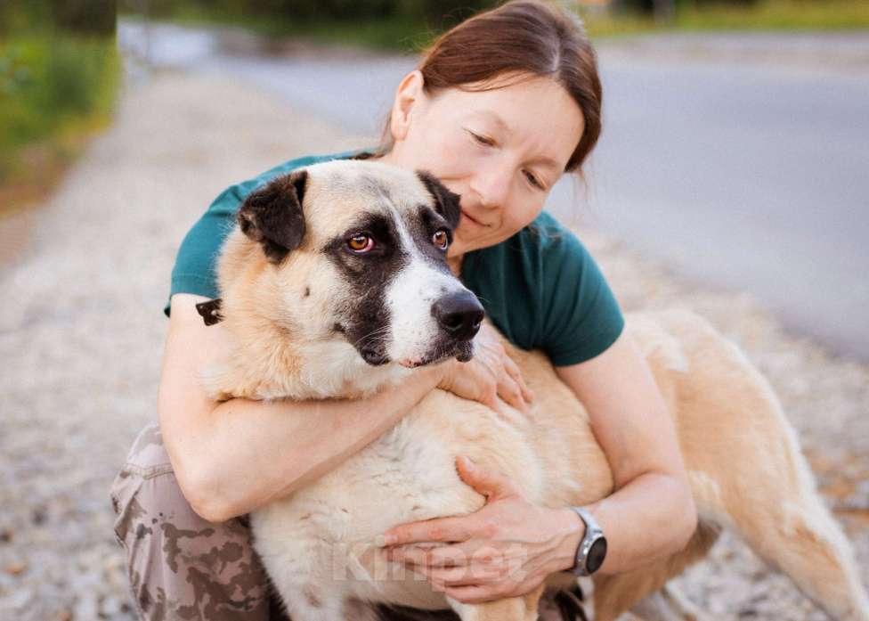 Собаки в Москве: Красивая молодая собака в добрые руки! Девочка, Бесплатно - фото 2