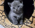 Кошки в Уссурийске: Продам шотландского прямоухого котенка Девочка, 5 111 руб. - фото 1
