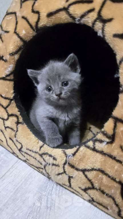 Кошки в Уссурийске: Продам шотландского прямоухого котенка Девочка, 5 111 руб. - фото 1