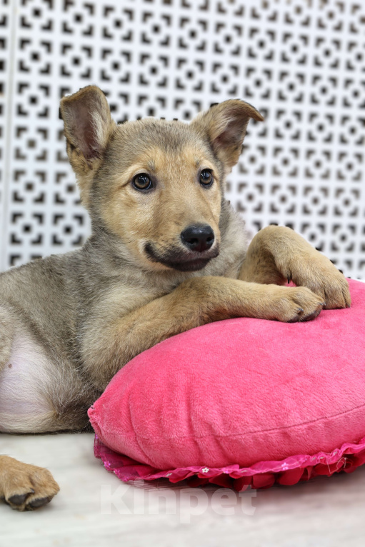 Собаки в Москве: Щенки бесплатно в Москве Девочка, Бесплатно - фото 7