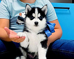Собаки в Балаково: Хаски Щенки Разных окрасов Разнополые, Бесплатно - фото 1