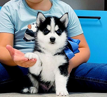 Хаски Щенки Разных окрасов