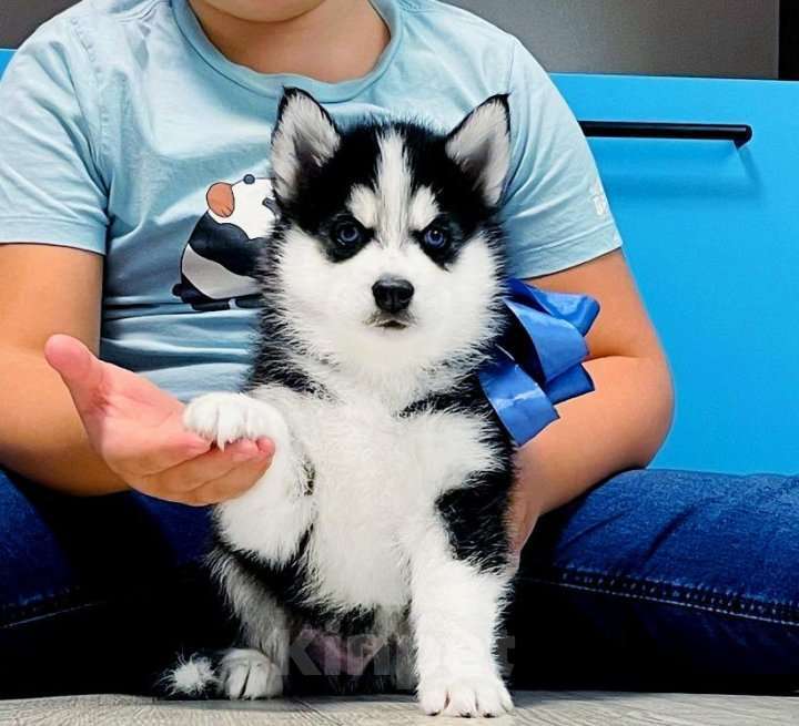 Собаки в Балаково: Хаски Щенки Разных окрасов Разнополые, Бесплатно - фото 1