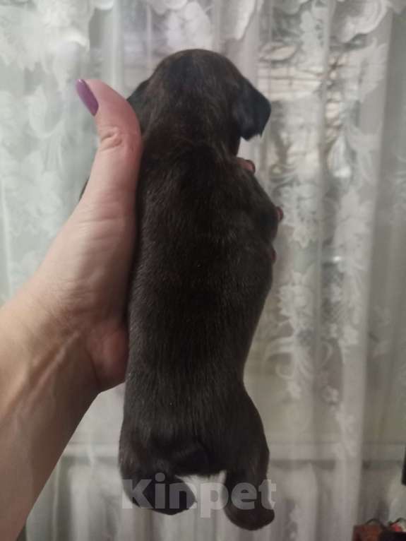 Собаки в Светлограде: Девочка Девочка, 12 000 руб. - фото 2