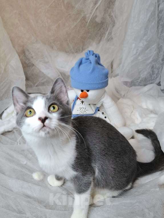 Кошки в Москве: Котёнок с сердечком на носу в добрые руки  Мальчик, Бесплатно - фото 4