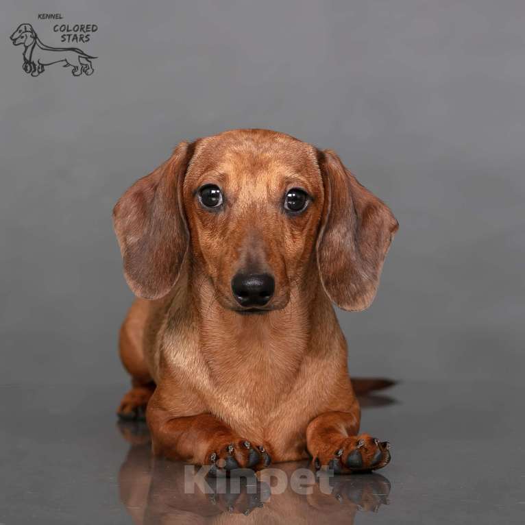 Собаки в Королеве: Миниатюрные мальчики в прекрасном экстерьере.  Мальчик, 55 000 руб. - фото 6