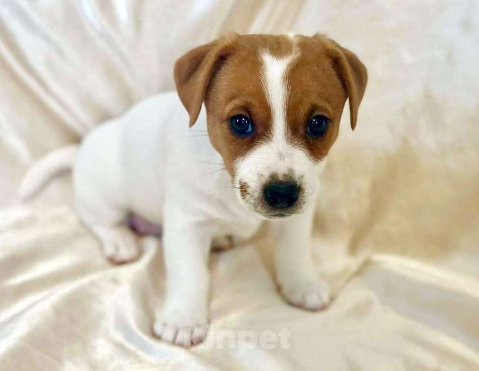 Собаки в Москве: Девочка Джек Рассел терьер Девочка, 50 000 руб. - фото 4