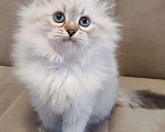 Кошки в других городах Московской области: Девочка Кларисса Девочка, 80 000 руб. - фото 2