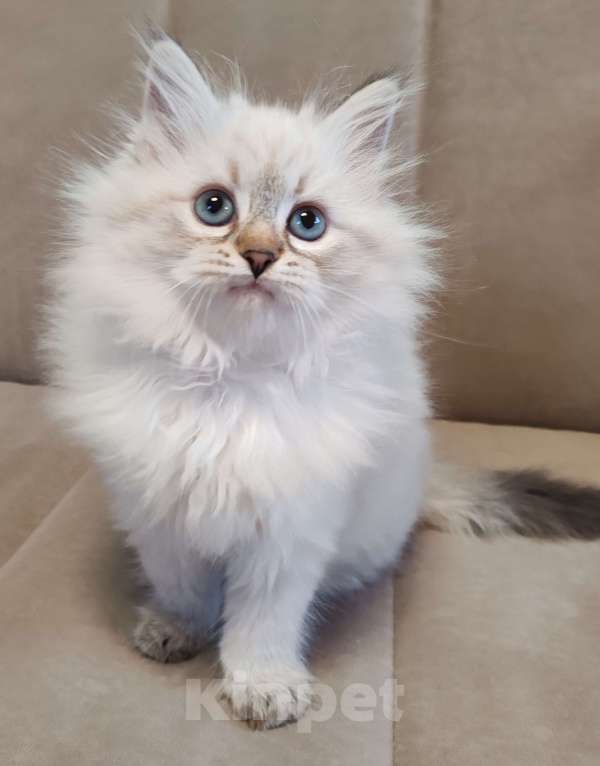 Кошки в других городах Московской области: Девочка Кларисса Девочка, 80 000 руб. - фото 2