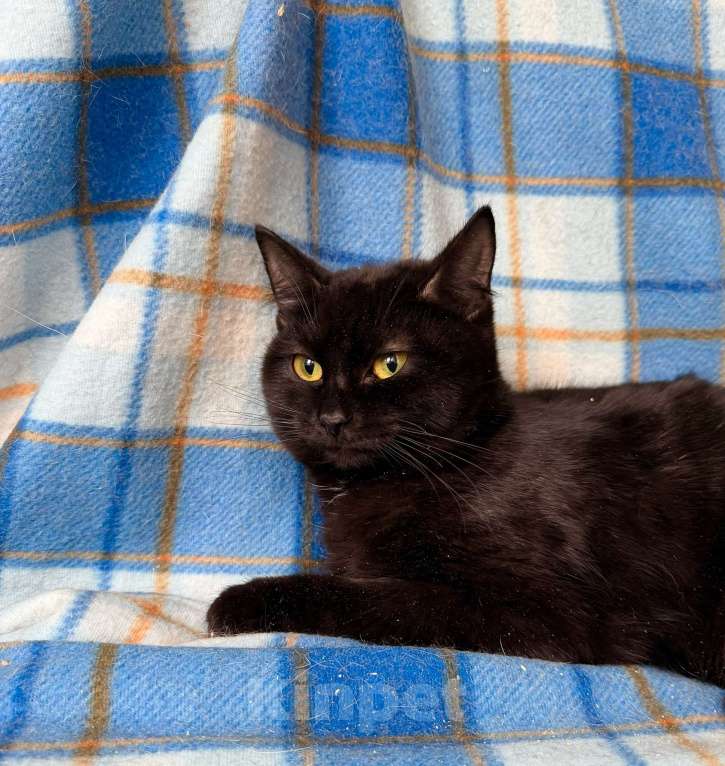 Кошки в Москве: Роскошная черная кошечка Лилу в добрые руки Девочка, Бесплатно - фото 5