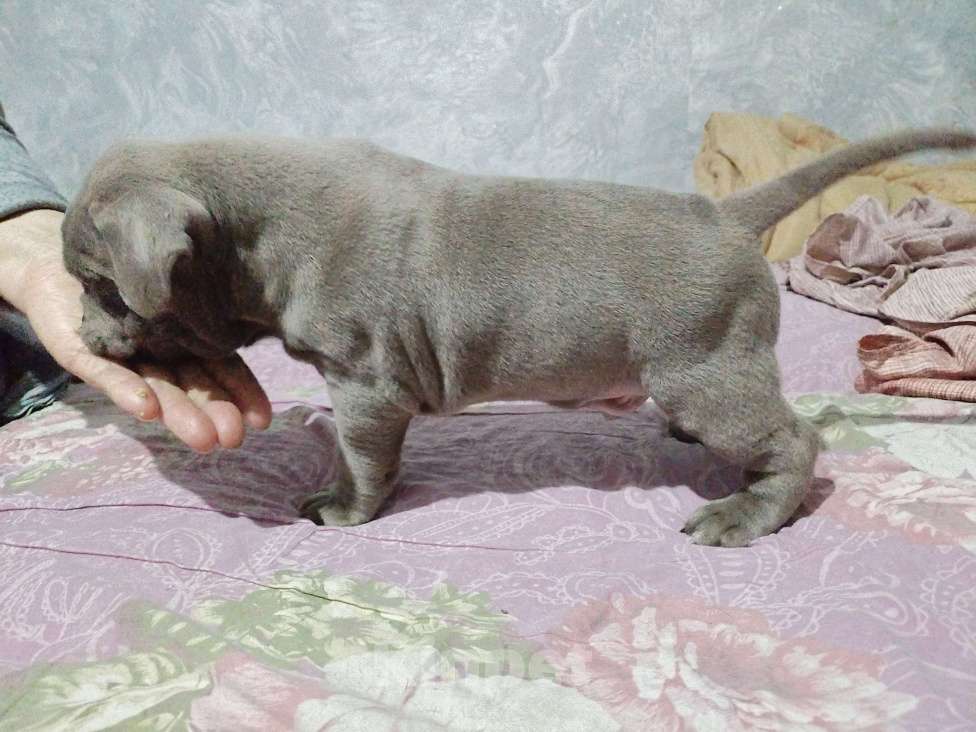 Собаки в других городах Ростовской области: Щенок Американский булли  Мальчик, 100 000 руб. - фото 5