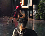 Собаки в Саратове: Доберман.вязка . Фотосессия ., 75 руб. - фото 4