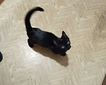 Кошки в Щелково: Отдам котёнка в добрые руки. Чёрный. 4 месяца. Мальчик, 100 руб. - фото 2