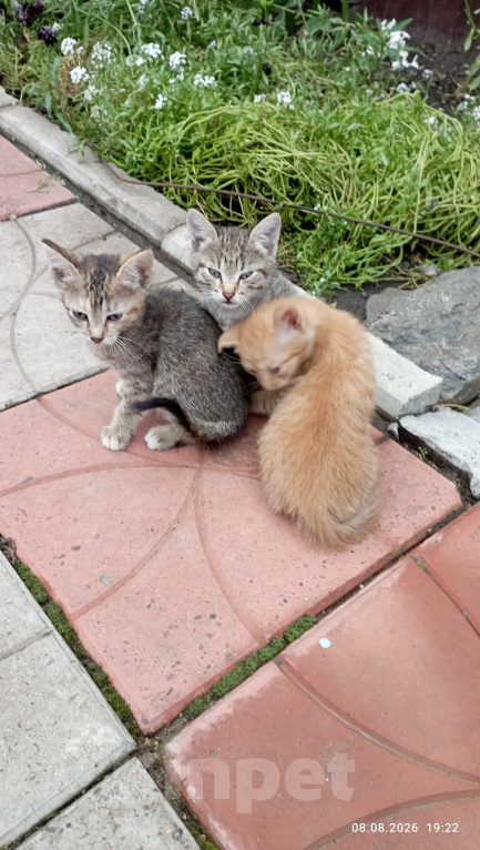 Кошки в Красноярске: Котята в добрые руки Девочка, Бесплатно - фото 2