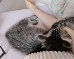 Кошки в Краснодаре:   Отдам котёнка в добрые руки Девочка, Бесплатно - фото 7