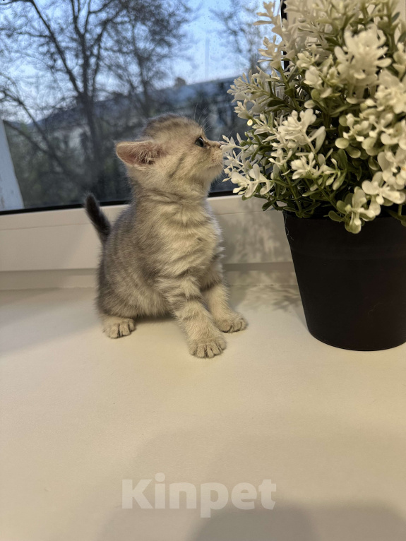 Кошки в Люберцах: Котята, голубоглазые британцы  Девочка, 6 000 руб. - фото 2