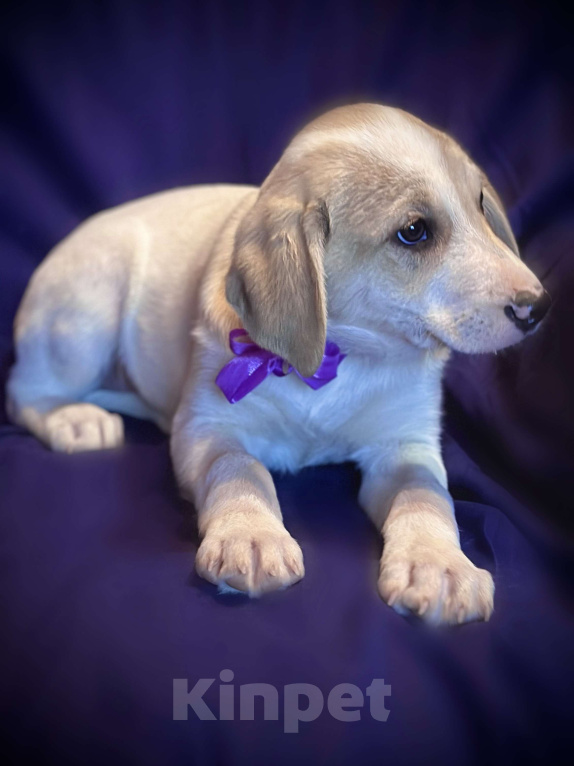 Собаки в Раменском: Вишня ищет любящую семью Девочка, 1 руб. - фото 2