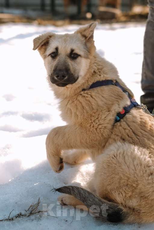 Собаки в Санкт-Петербурге: Мишель из приюта в добрые руки Девочка, Бесплатно - фото 6