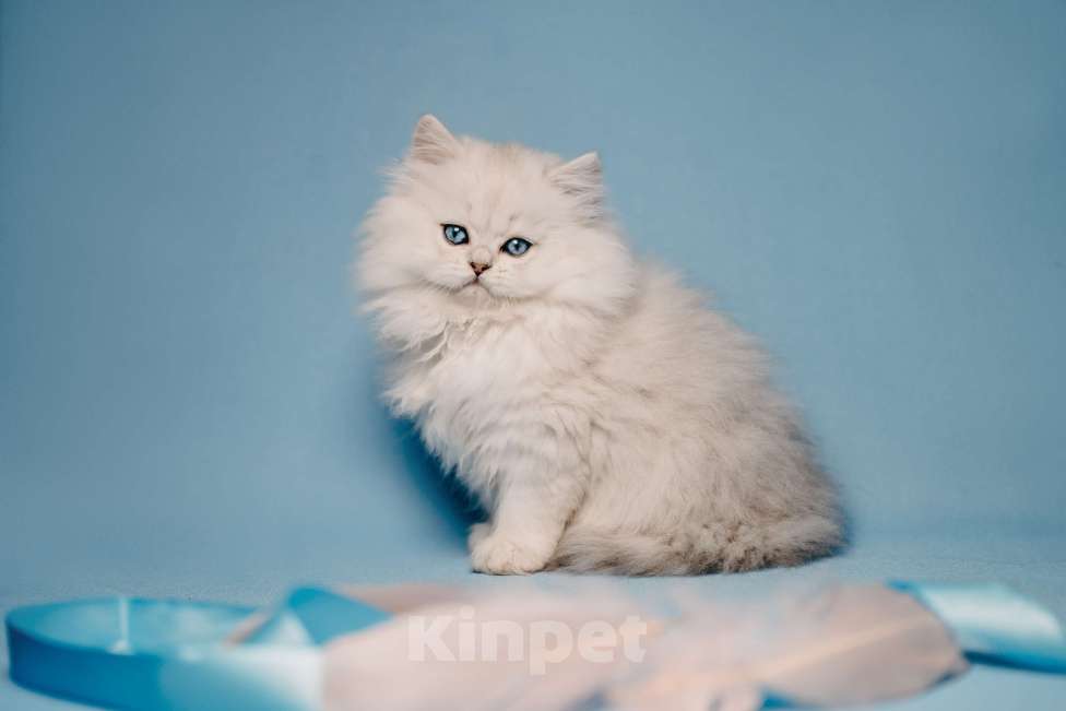 Кошки в Москве: Длинношерстная кошечка  Девочка, 60 000 руб. - фото 2