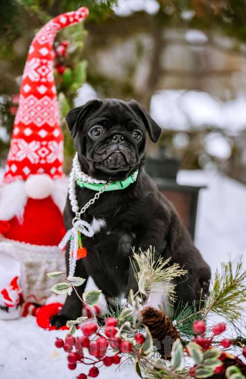Собаки в Новосибирске: Мопс Софа Мармеладова Девочка, 60 000 руб. - фото 7