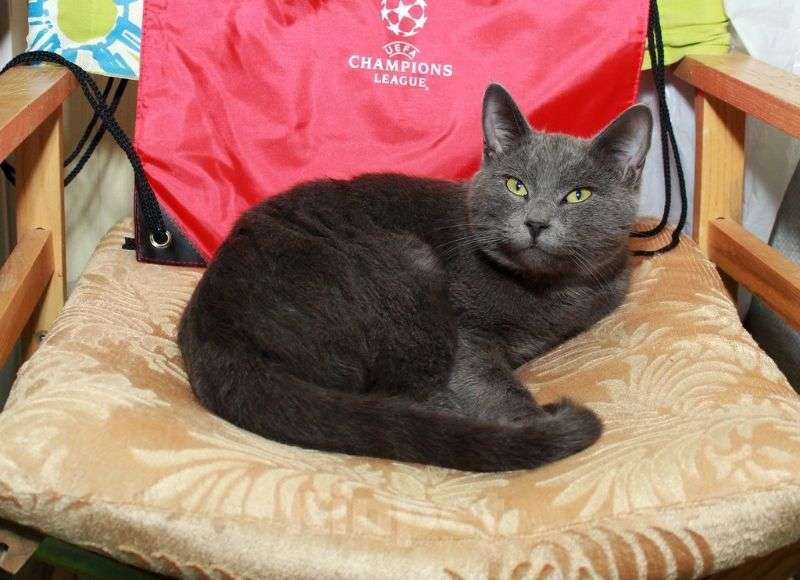 Кошки в Москве: Шерри, русская голубая.  Красавица кошечка в добрые руки. Девочка, Бесплатно - фото 3