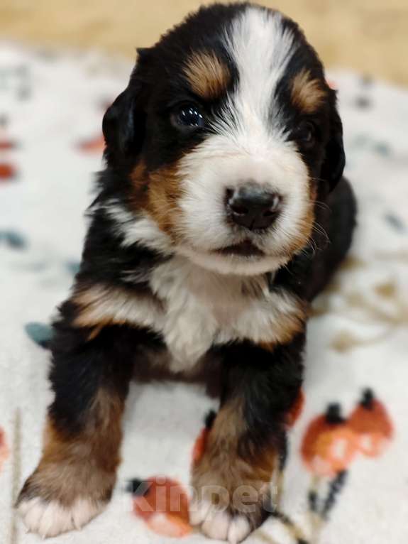 Собаки в Магнитогорске: Щенки Бернского Зенненхунда  Девочка, 50 000 руб. - фото 5