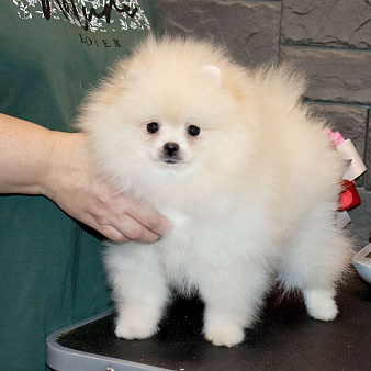 Предлагаем самую ласковую малышку