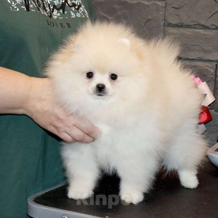 Собаки в Москве: Предлагаем самую ласковую малышку Девочка, 75 000 руб. - фото 1