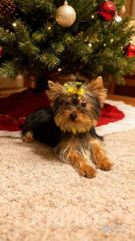 Собаки в Жуковском: Миниатюрная девочка йорка Девочка, 35 000 руб. - фото 4