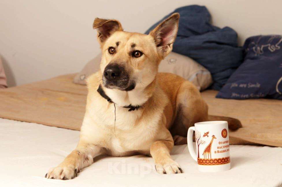 Собаки в Москве: Гайка Девочка, Бесплатно - фото 2