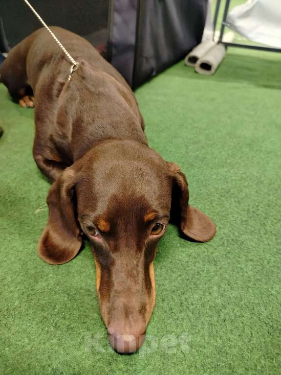 Собаки в Санкт-Петербурге: Вязка такса - юного чемпиона России, РКФ Мальчик, Бесплатно - фото 10