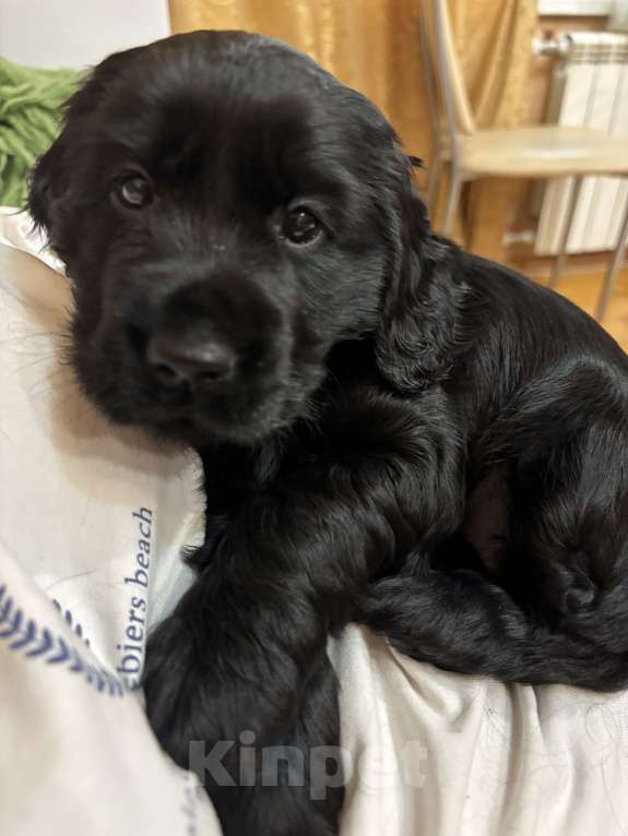 Собаки в Омске: Щенок Кокер спаниеля Девочка, 10 000 руб. - фото 2