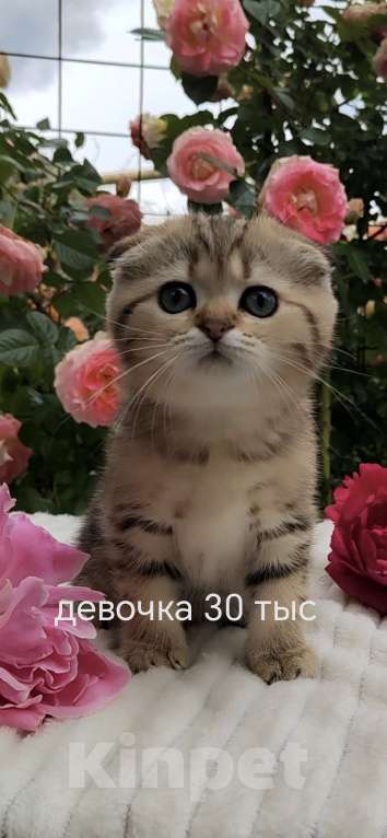 Кошки в Краснодаре: Котята золотая шиншилла Девочка, 15 000 руб. - фото 5