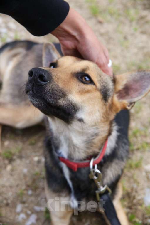 Собаки в Москве: Тиша Девочка, Бесплатно - фото 19