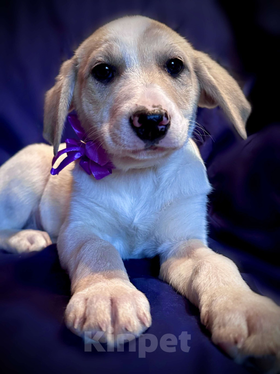 Собаки в Раменском: Вишня ищет любящую семью Девочка, 1 руб. - фото 1