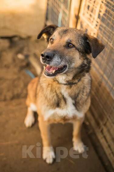 Собаки в Москве: Амулет Мальчик, Бесплатно - фото 3