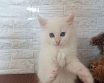 Кошки в Новосибирске: ♂️Ryzhij Lis    Мальчик, 45 000 руб. - фото 1