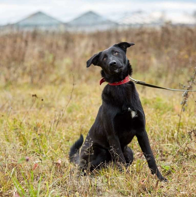 Собаки в Москве: Сури Девочка, Бесплатно - фото 10