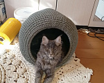 Кошки в Калуге: Котята майн-кун Мальчик, 18 000 руб. - фото 3