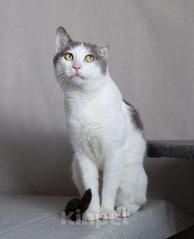 Кошки в Москве: Кузе грозит улица  Мальчик, Бесплатно - фото 2