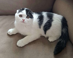 Кошки в Ярославле: Шотландский вислоухий короткошерстный мальчик  Мальчик, 30 000 руб. - фото 5