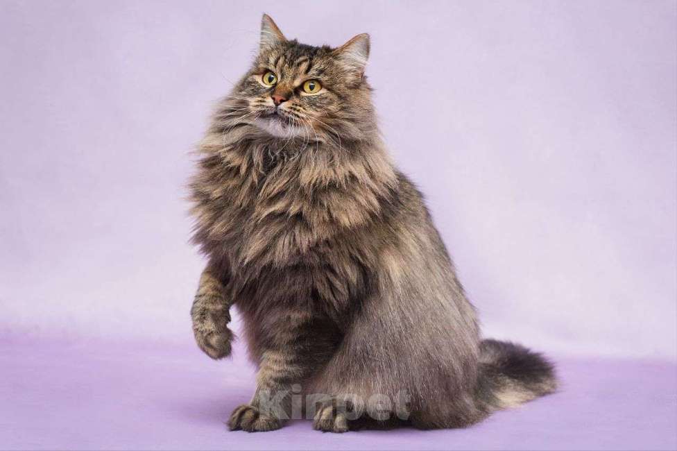 Кошки в Москве: Сибирская кошечка в добрые руки  Девочка, Бесплатно - фото 1