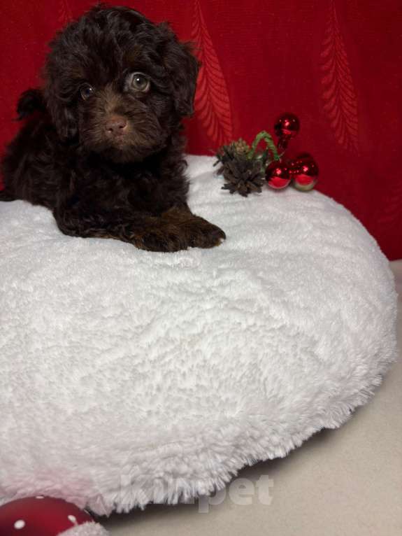 Собаки в Москве: Той  пудель-   Мальчик  той Мальчик, 55 000 руб. - фото 1