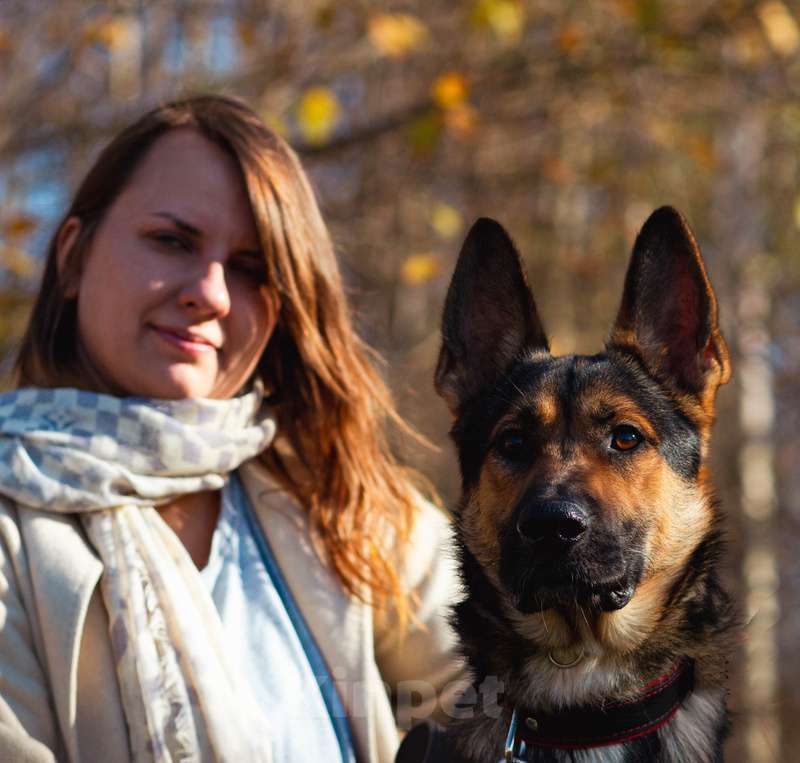 Собаки в Москве: Немецкая овчарка Зевс в добрые руки Мальчик, 1 руб. - фото 7