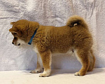 Собаки в Москве: Сиба ину. Мальчик Мальчик, 50 000 руб. - фото 2